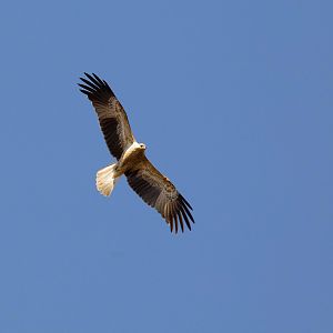 Whistling Kite