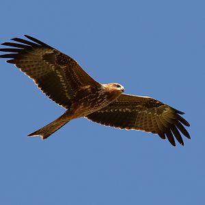 Black Kite
