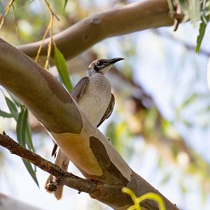 Little Friarbird