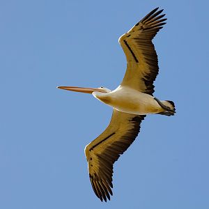 Australian Pelican