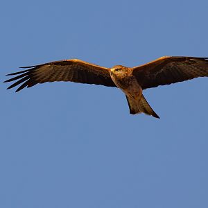 Black Kite