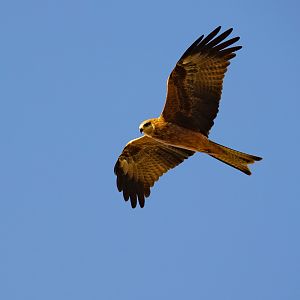 Black Kite