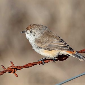 Chestnut-rumped Thornbill