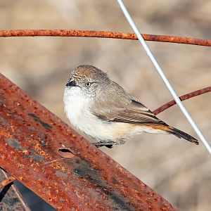 Chestnut-rumped Thornbill