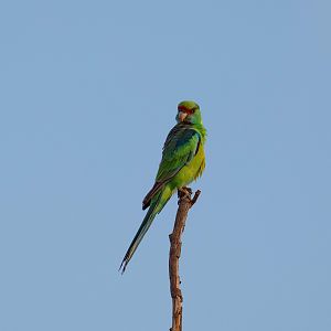 Mallee Ringneck