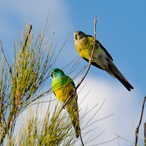 Red-rumped Parrots