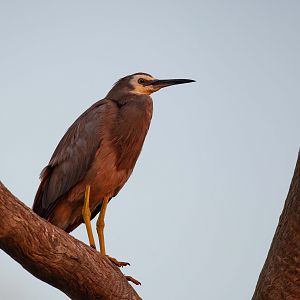 White-faced Heron