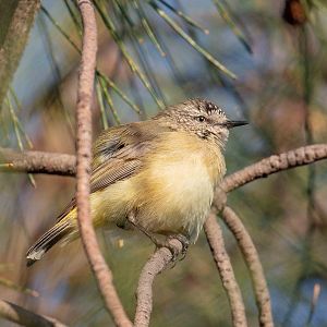 Yellow-rumped Thornbill