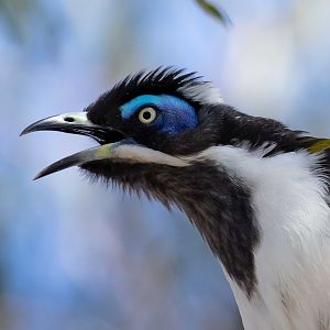 Blue-faced Honeyeater