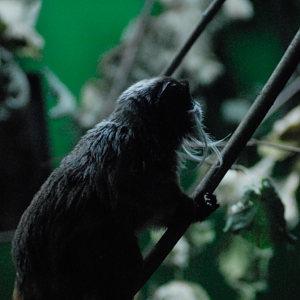 Emperor Tamarin - Marwell 2021