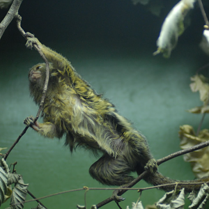 Pygmy Marmoset - Marwell 2021