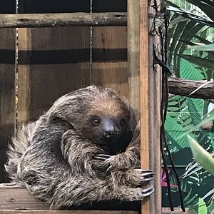 2 toed sloth “Mo”
