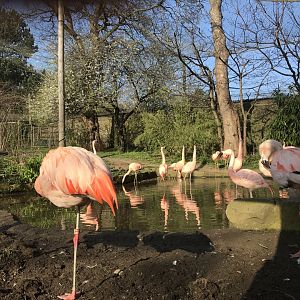 Flamingo aviary
