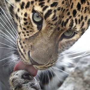 Amur Leopard Mirai