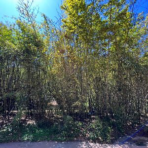 Henon Bamboo Grove