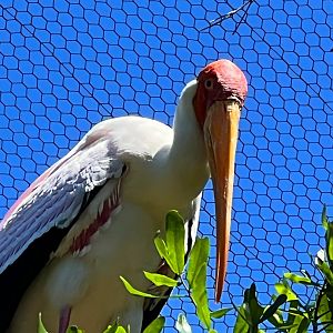 Yellow-Billed Stork