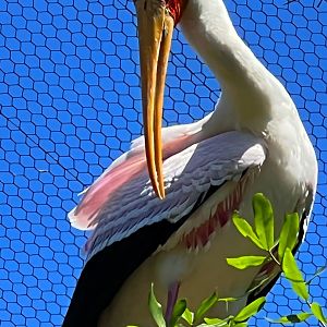 Yellow-Billed Stork Perfect Pose