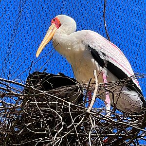 Yellow-Billed Stork On Nest