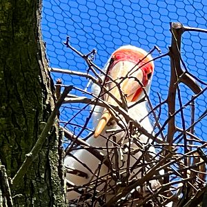 Yellow-Billed Stork Peek A Boo!