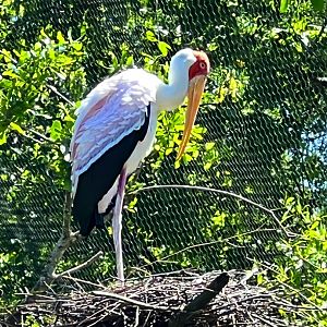 Yellow-Billed Stork On Nest
