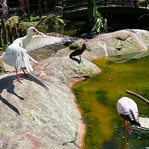 The Triumvirate (African Spoonbill, Yellow-Billed Stork & Hamerkop)