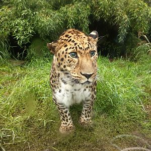 Amur leopard