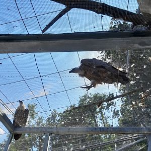Vulture aviary