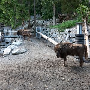 European bison