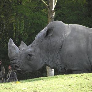 SMOSKE, male Southern White Rhino - Zooparc de Beauval - 10/2021