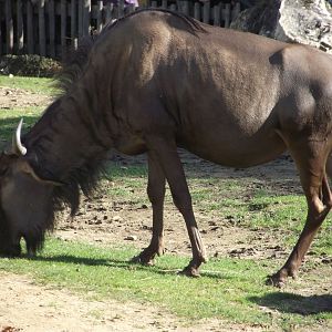 Blue Wildebeest - Zooparc de Beauval - 10/2021