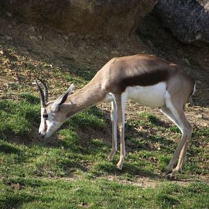 Springbok - Zooparc de Beauval - 09/2019