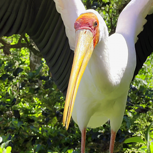 Yellow-Billed Stork 2 Feet Away
