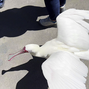 African Spoonbill Coming Through!