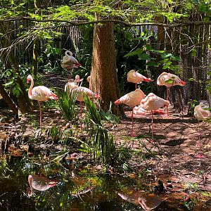 Greater Flamingo