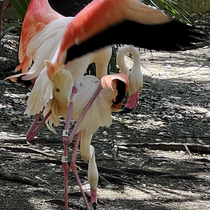 Greater Flamingos Mating