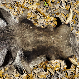 Son Of Chico Top View