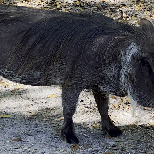 Warthog Female