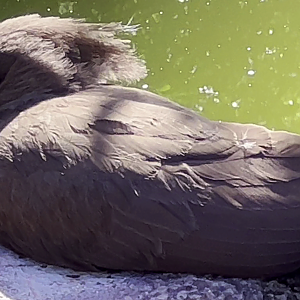 Resting Hamerkop
