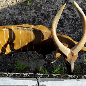 Bongo Mickey Top View