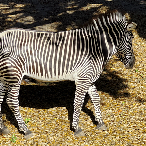 Grevy's Zebra Mosi