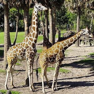 Generic Giraffes