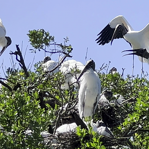 Wood Storks