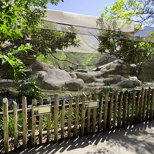 Former Hyrax Exhibit With Hadada Ibis