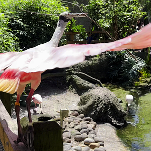 Roseate Spoonbill Taking Off