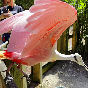 Roseate Spoonbill Taking Off