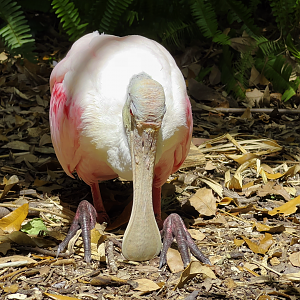 Roseate Spoonbill Resting