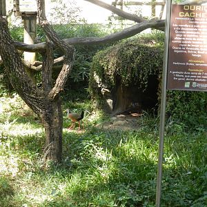 Grey-cowled wood rails - Belo Horizonte zoo