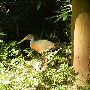 Grey-cowled wood rail - Belo Horizonte zoo