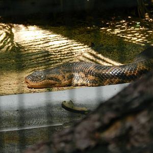 Yellow anaconda - Belo Horizonte zoo