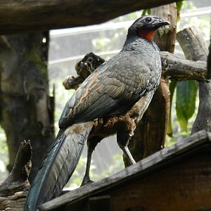 Dusky-legged guan - Belo Horizonte zoo